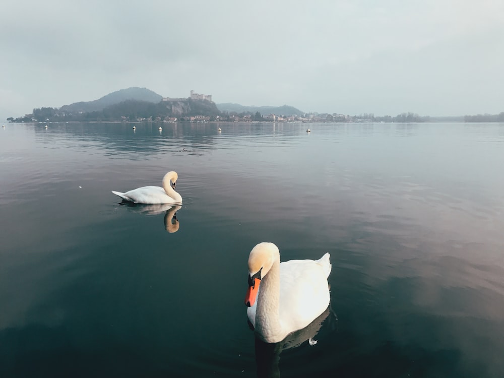 white swan on water during daytime