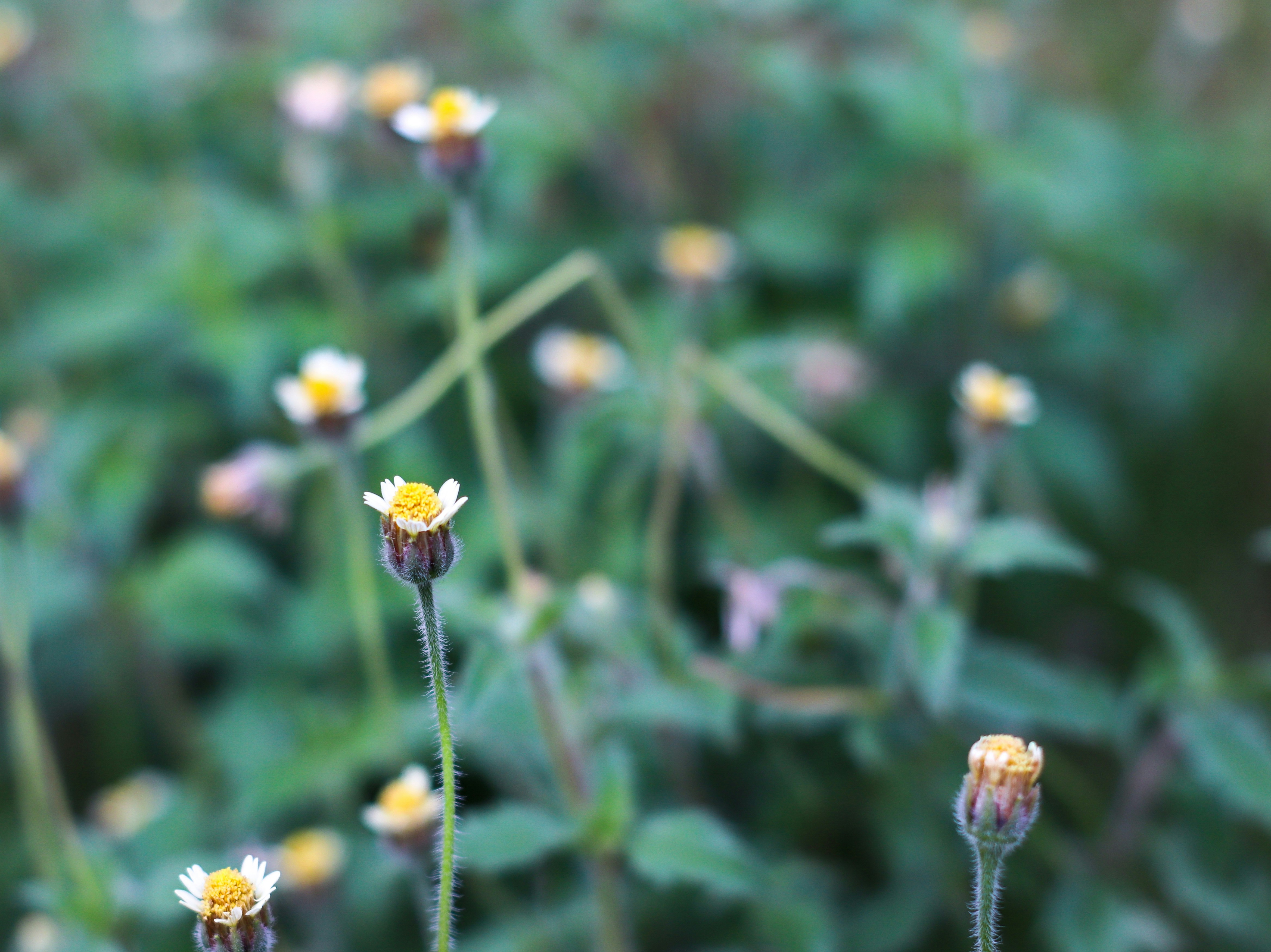 Photo by thiagojapyassu