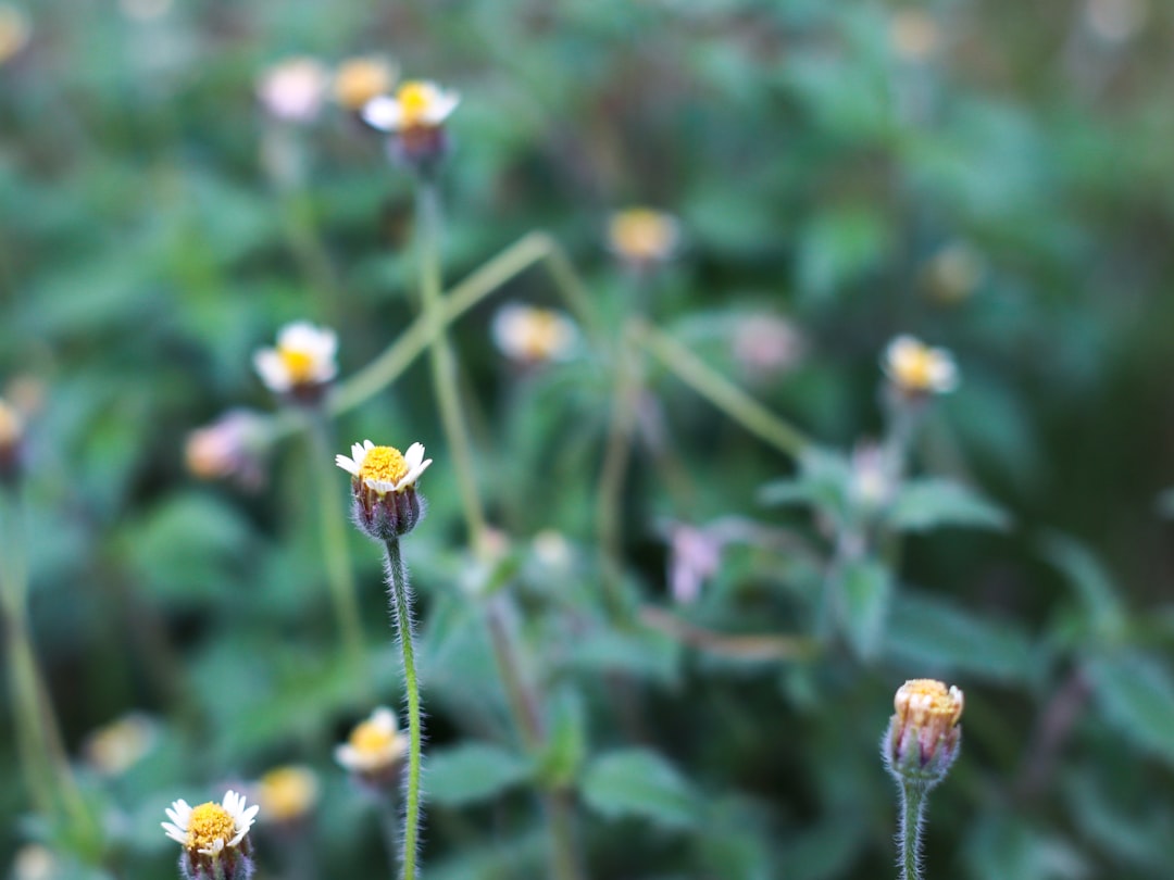 white and yellow flower in tilt shift lens