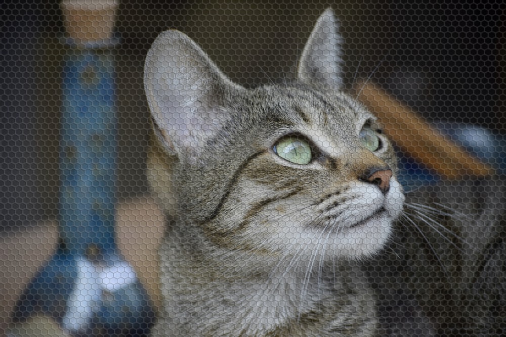 brown tabby cat on blue textile