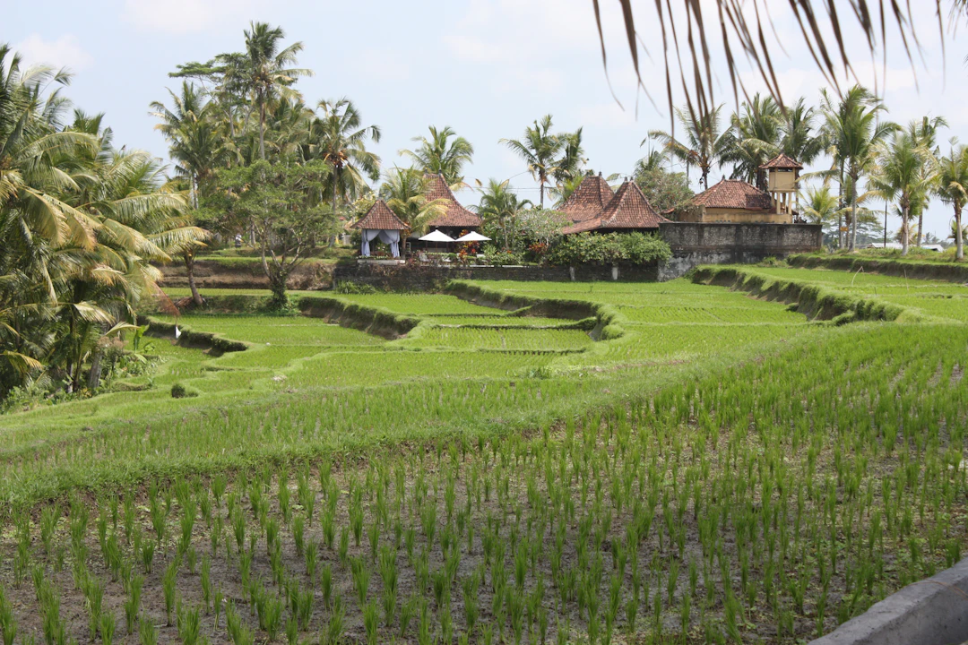 Ubud Budget Itinerary: 2 Days for Backpackers