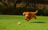 A happy dog playing fetch in a sunny park.