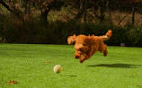 A happy dog playing fetch in a sunny backyard.