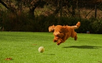brown curly haired dog on green grass field