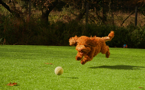 A joyful dog playing fetch in a sunny park, tail wagging with excitement.