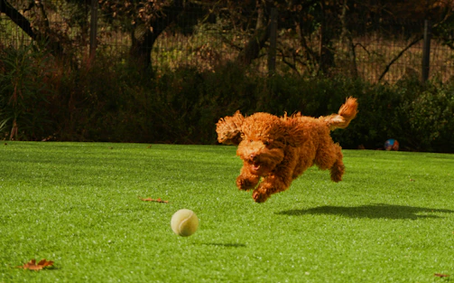 A happy dog playing fetch in a sunny backyard.