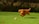 A joyful dog playing fetch in a sunny park.