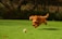 A happy dog playing fetch in a sunny park.
