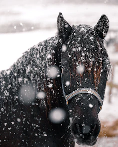 black horse with brown leather saddle