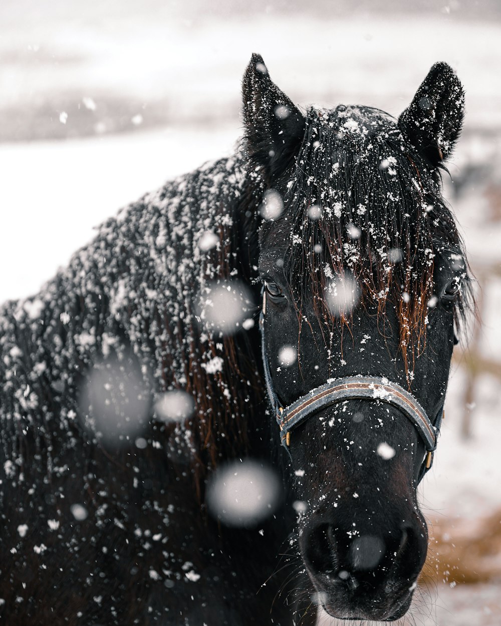 black horse with brown leather saddle