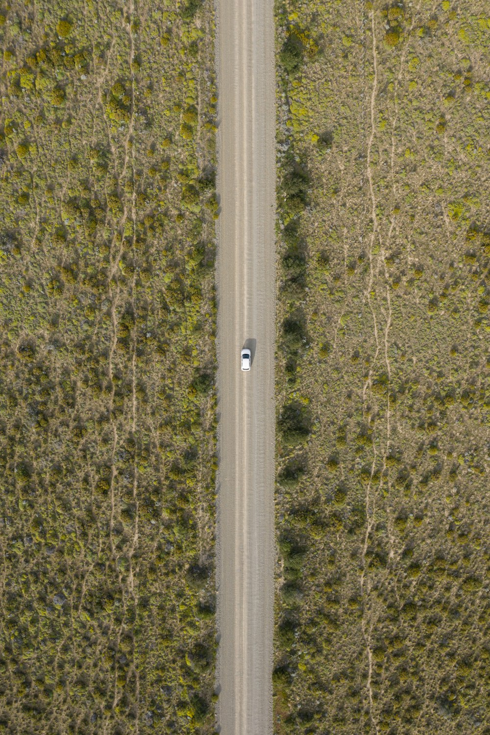 arbres à feuilles vertes et jaunes