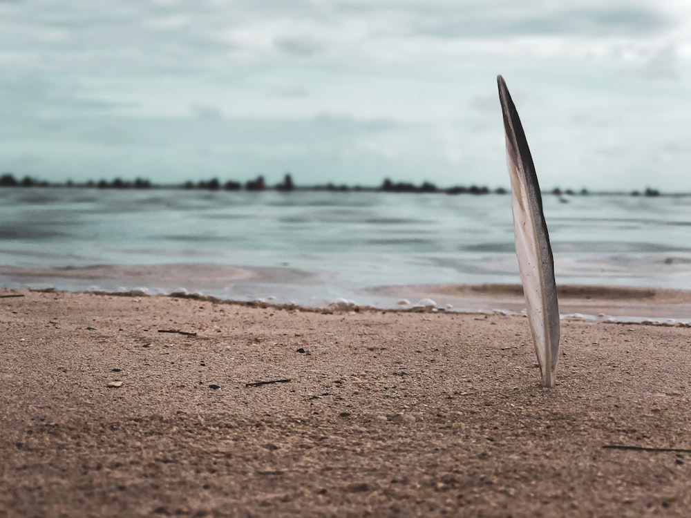 brown sand near body of water during daytime