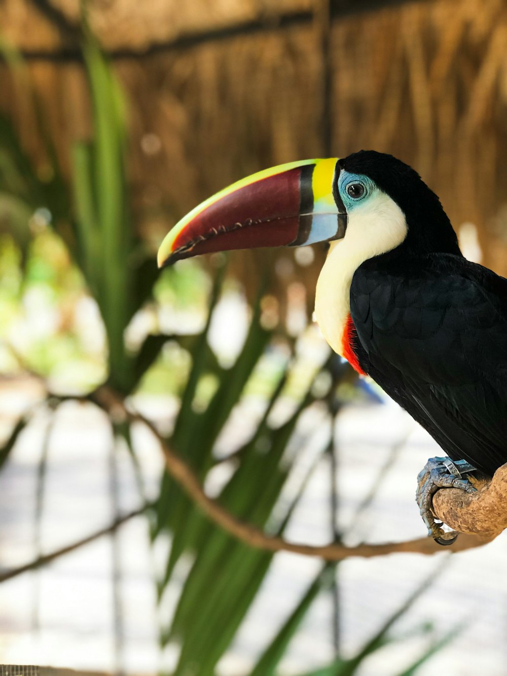 茶色の木の枝に黒、黄色、赤の鳥