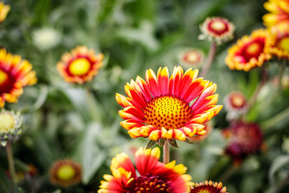 red and yellow flower in tilt shift lens