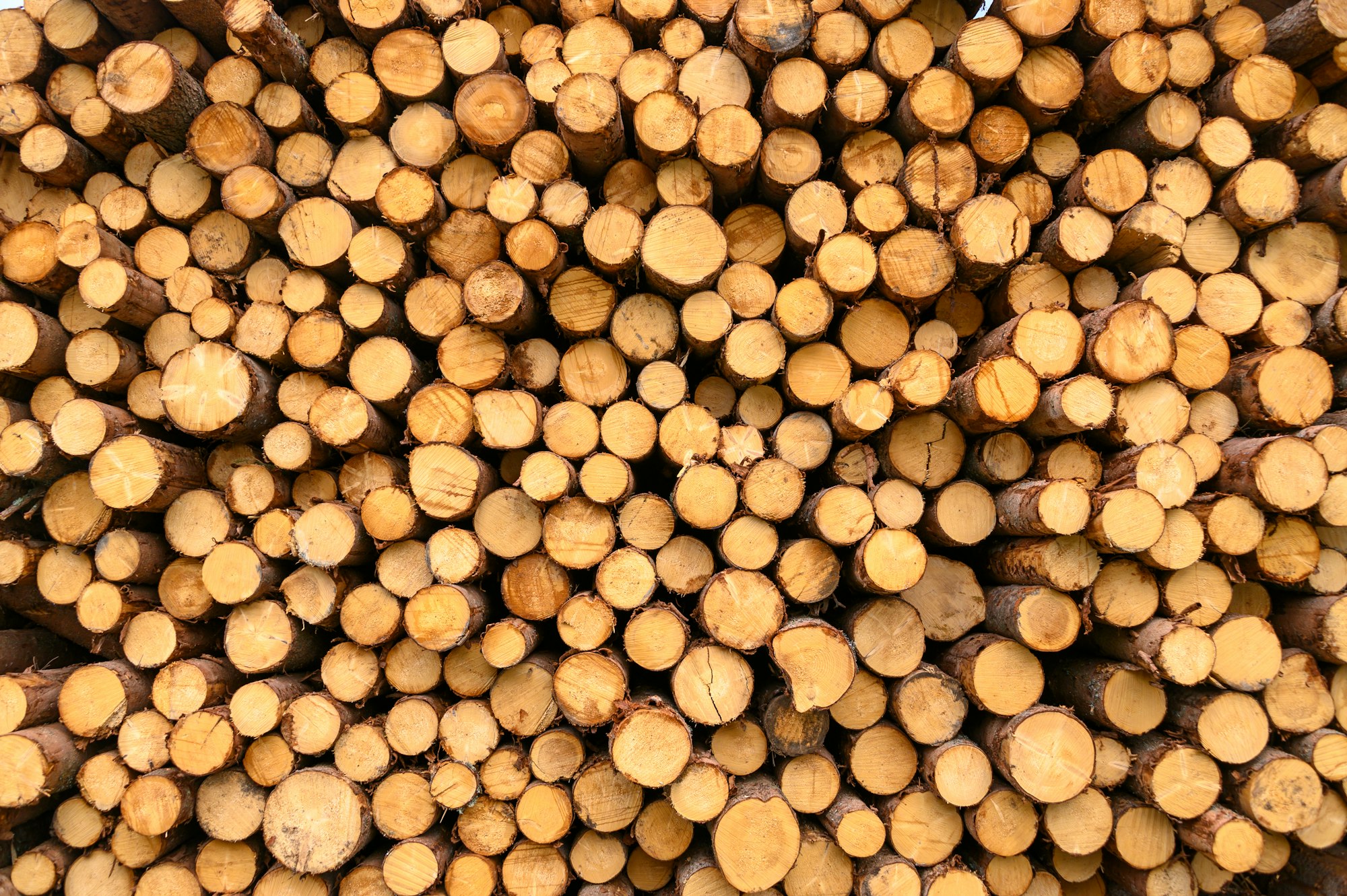 Logged Wood in South Tirol