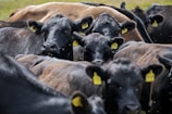 A group of black cattle closely packed together in a field, each with yellow identification tags on their ears. The cows appear calm, and small flies are visible around them.