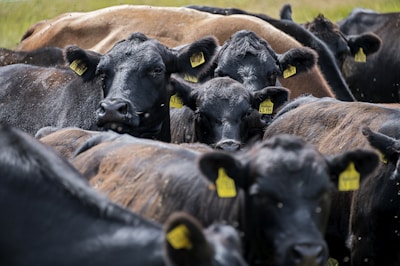 A group of black cattle closely packed together in a field, each with yellow identification tags on their ears. The cows appear calm, and small flies are visible around them.