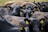 A group of black cattle closely packed together in a field, each with yellow identification tags on their ears. The cows appear calm, and small flies are visible around them.