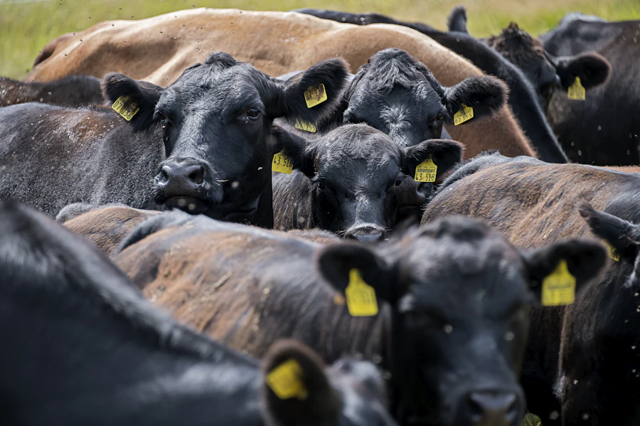 Black Angus cattle with yellow ear tags