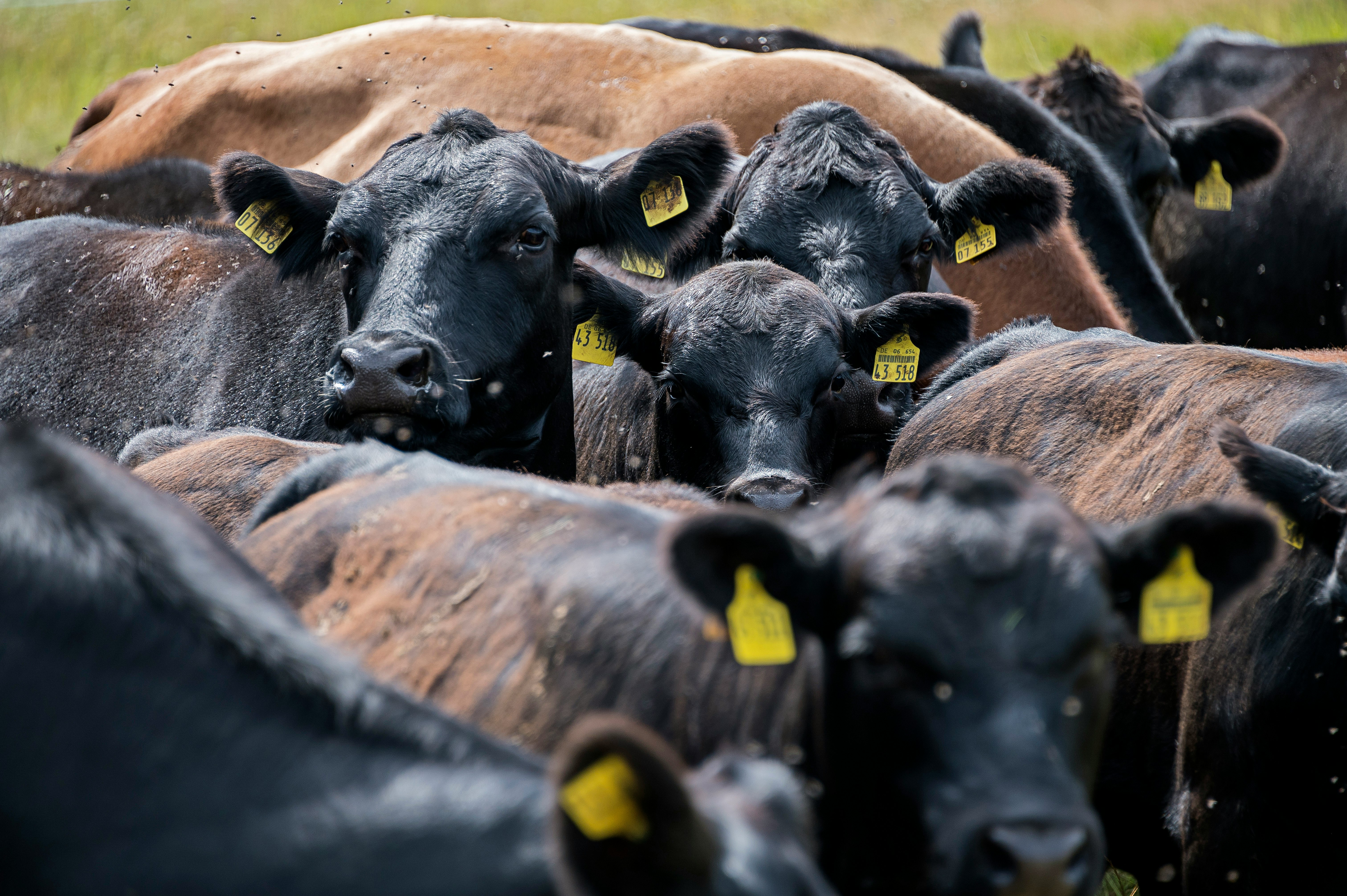 black and brown cows on brown field during daytime