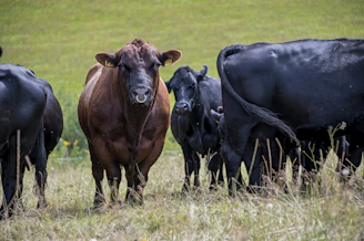 black cow on green grass field during daytime