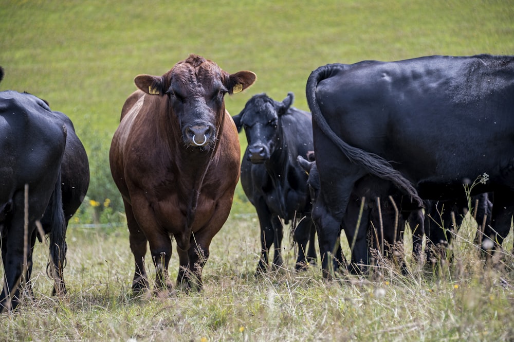 mucca nera sul campo di erba verde durante il giorno