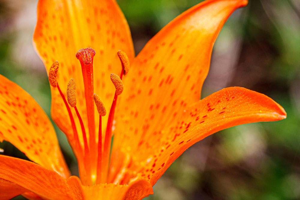 orange flower in macro shot