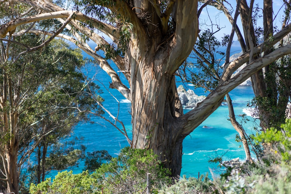 brown tree near blue sea during daytime