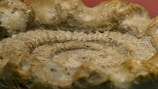 Close-up of a trilobite fossil with intricate ridges and textures.