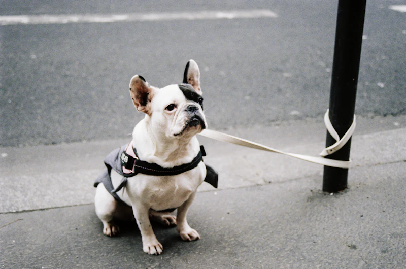 French Bulldog wearing a harness