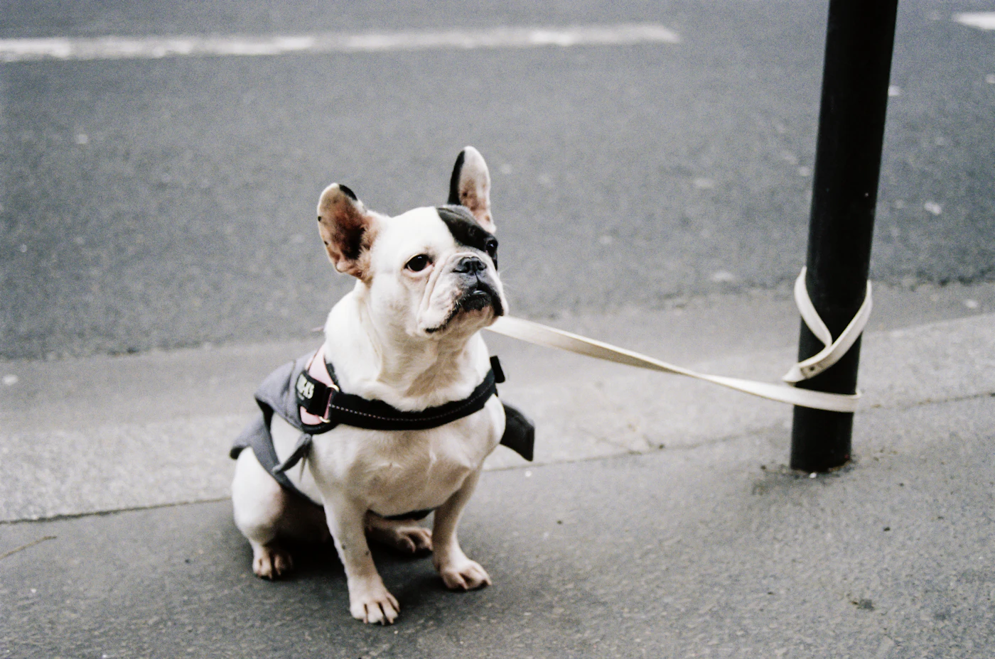 A small dog wearing a black harness pausing on a city sidewalk during a walk