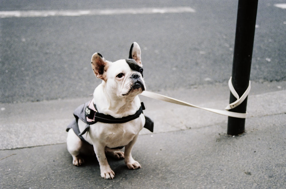 white and brown short coated dog with black harness