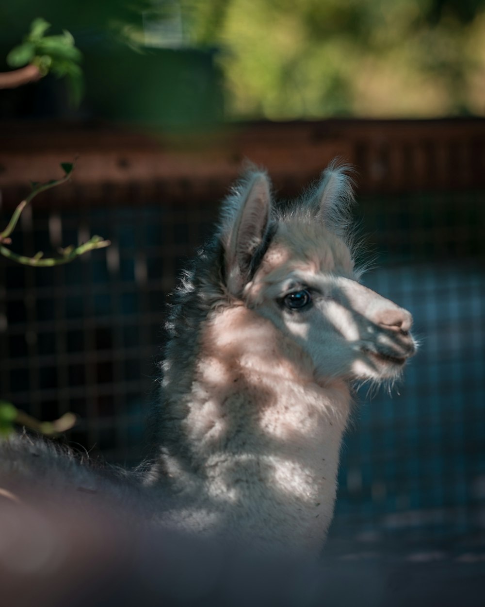 white and gray giraffe in cage