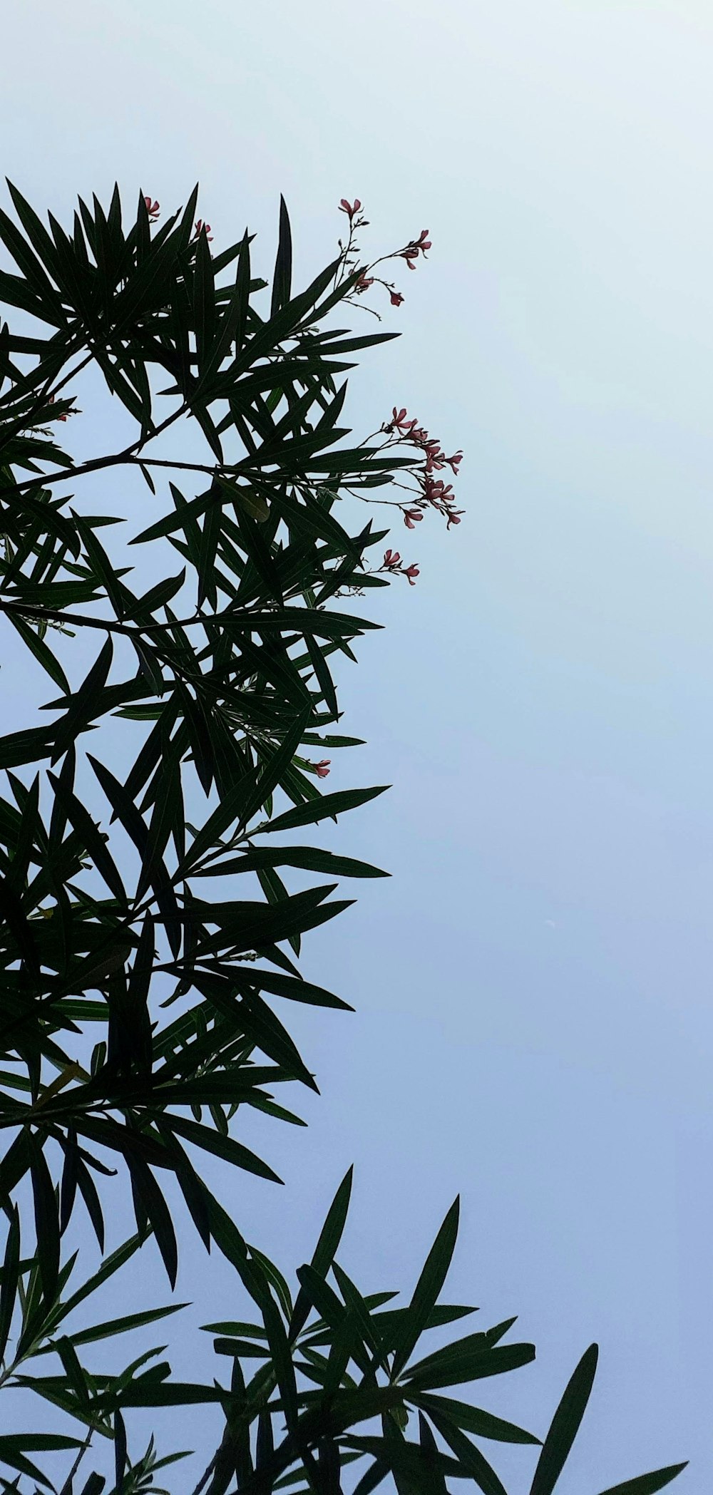 a tree branch with red flowers against a blue sky