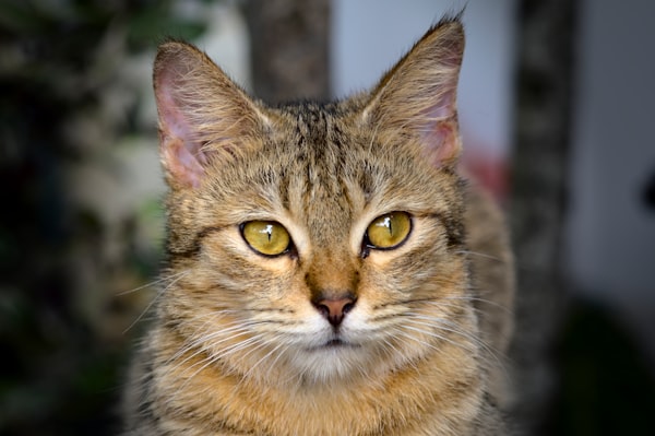 Whiskas Tavuklu Yetişkin Yaş Kedi Maması 85 g (12'li)