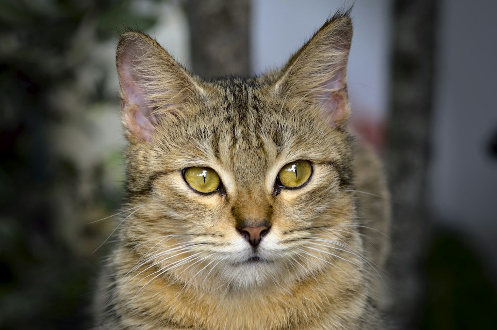 Quiet Cat