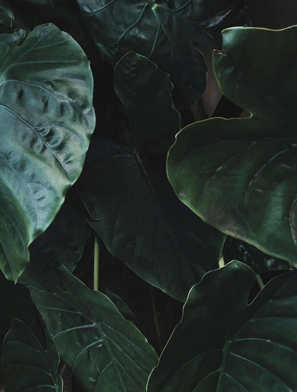 green leaves in close up photography