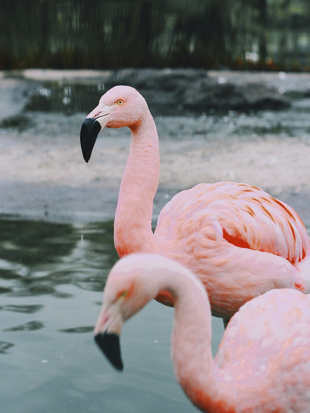 pink flamingo on water during daytime