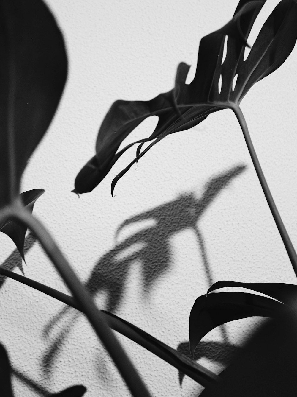 grayscale photo of plant near wall