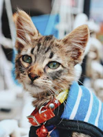 A playful tabby kitten wearing a delicate floral collar, surrounded by blooming flowers.