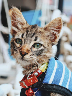 A playful tabby kitten wearing a delicate floral collar, surrounded by blooming flowers.