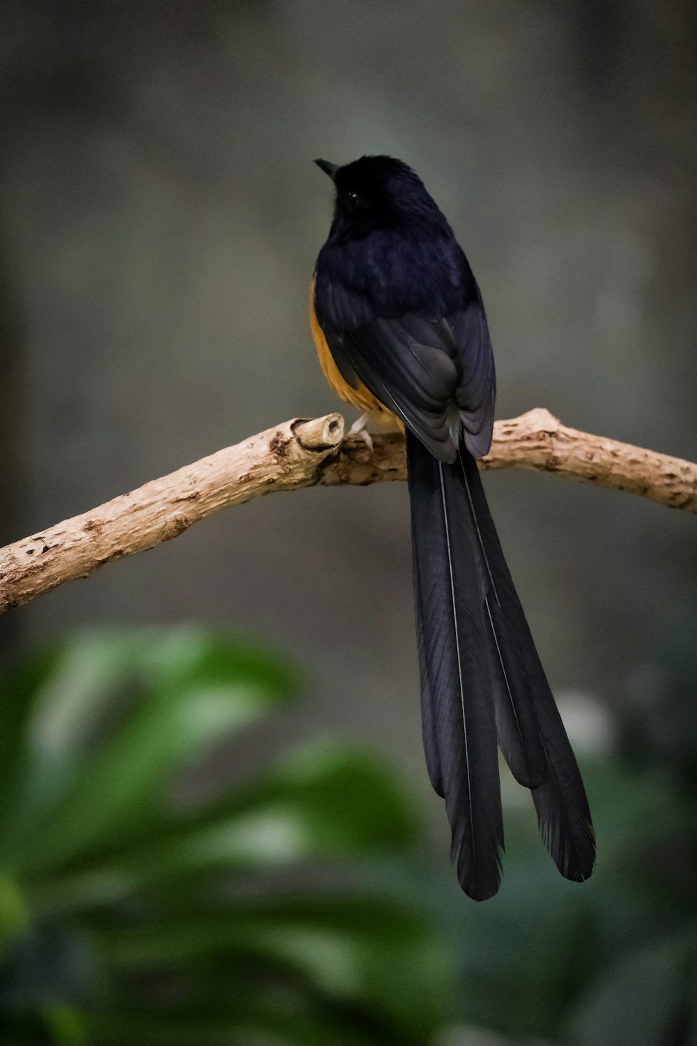 oiseau noir sur une branche d’arbre brune pendant la journée