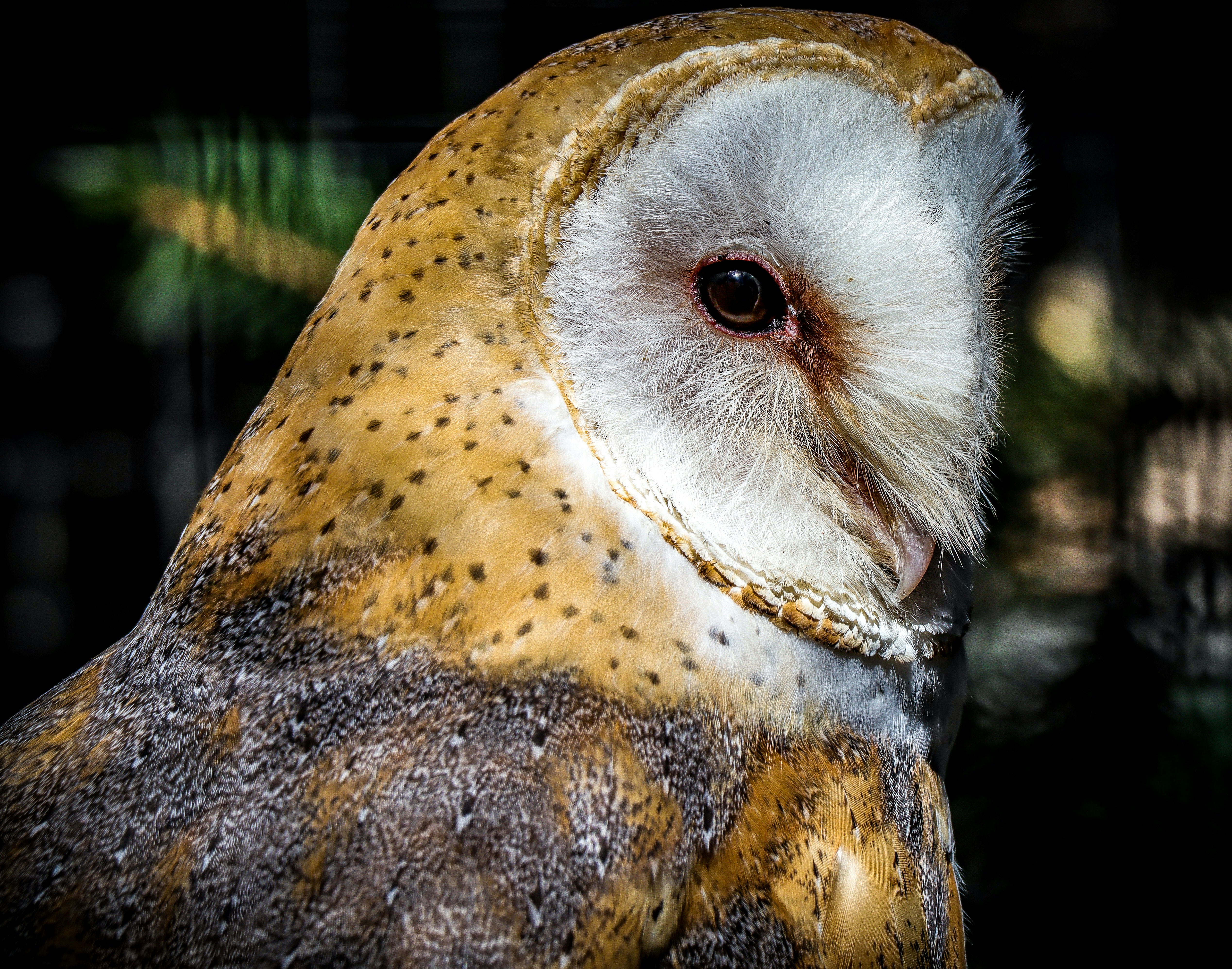 Aviary cleaning and maintenance