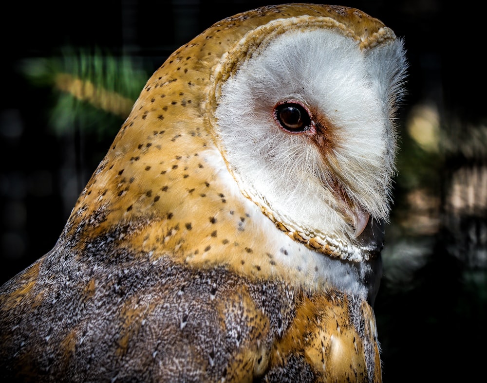 brown and white owl with eyes