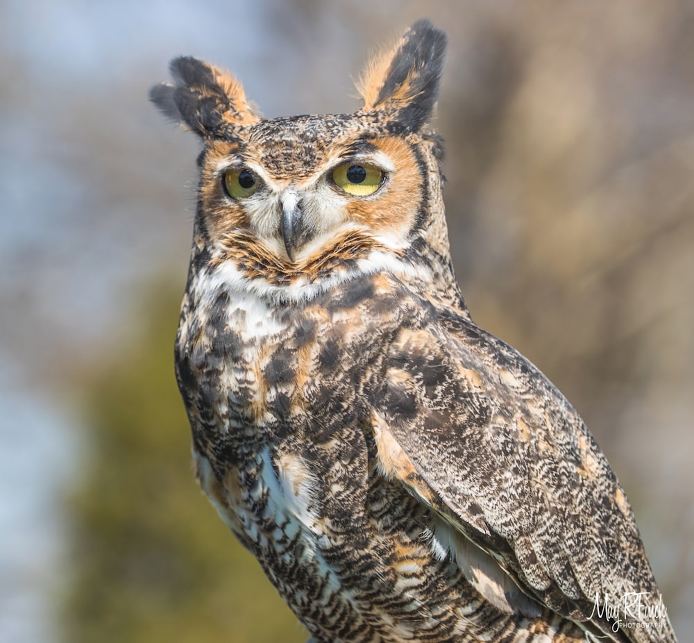 brown and white owl in close up photography