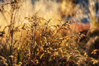 Close-up of golden medicinal herbs drying in sunlight.