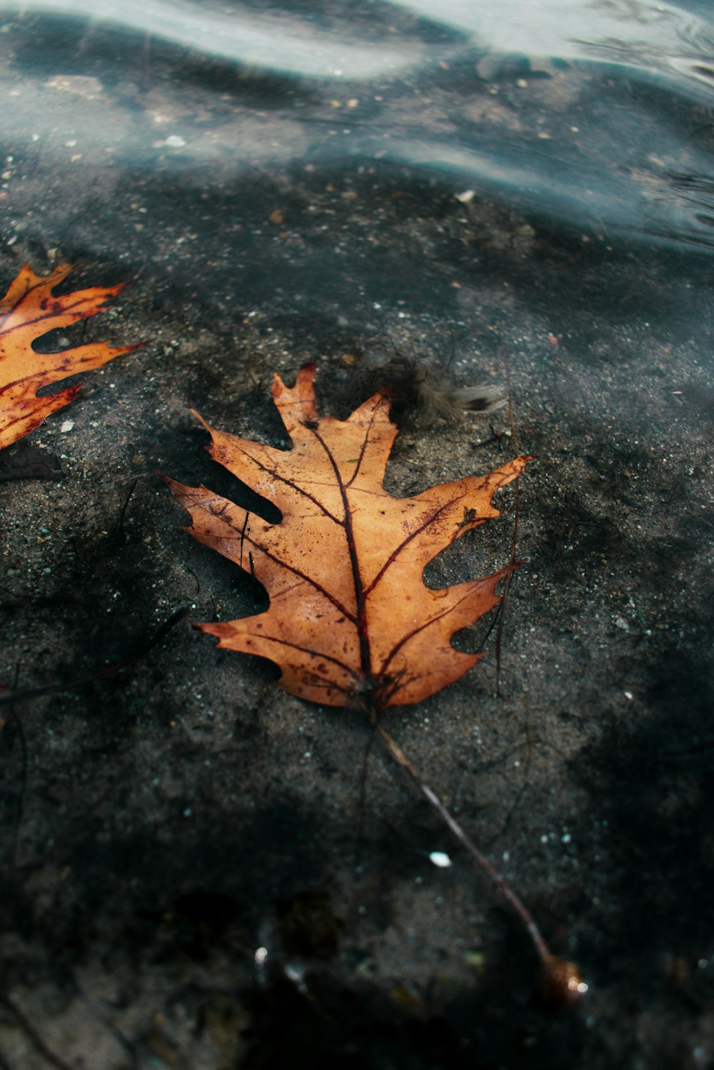 brown maple leaf on black concrete floor