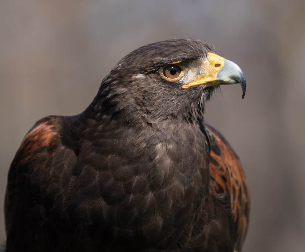 brown and black bird in close up photography