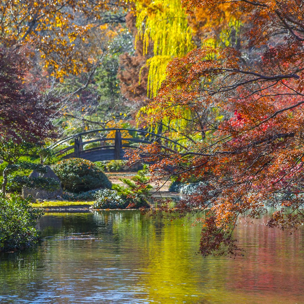 brown trees beside river during daytime