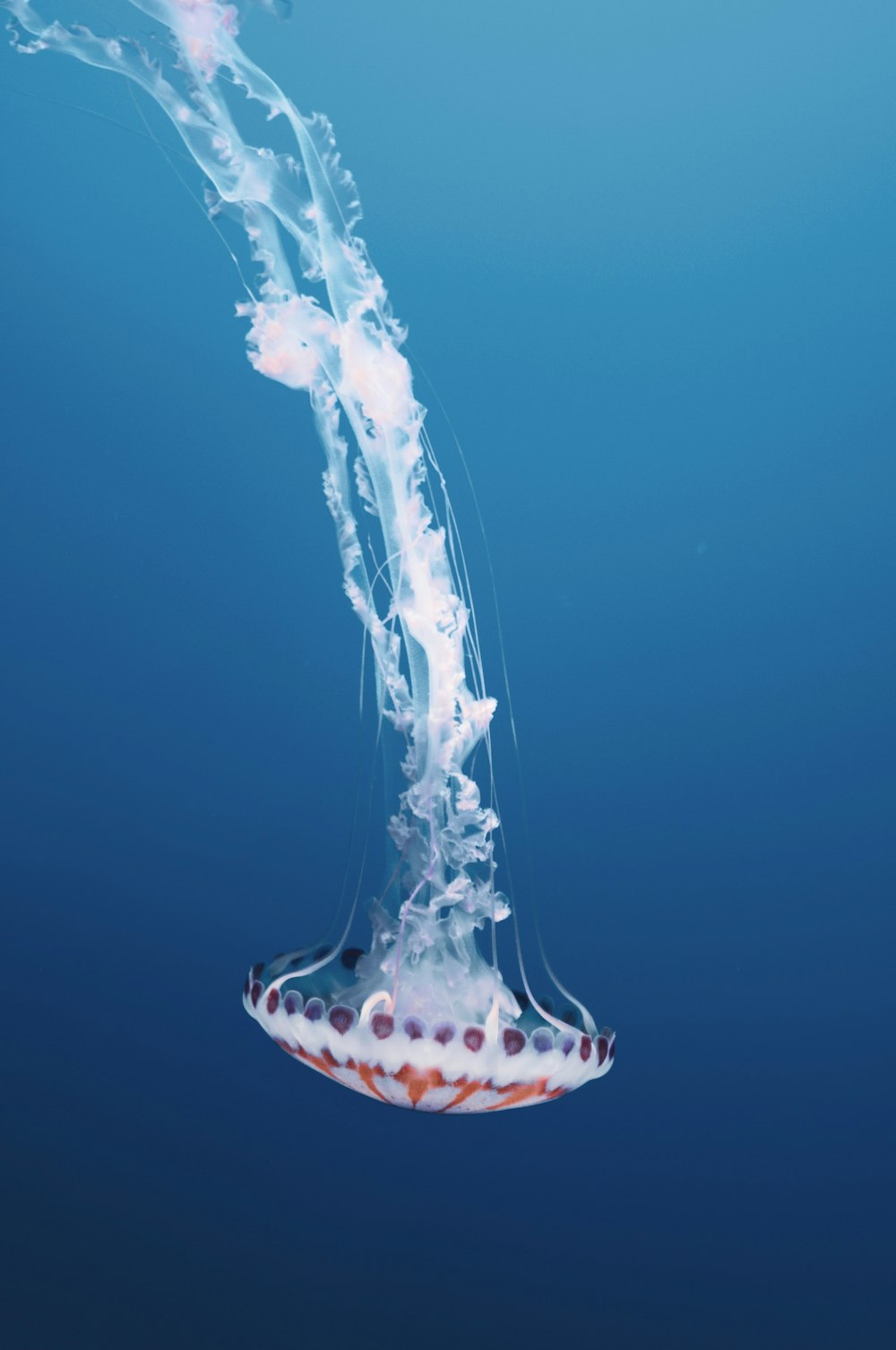 blue and white jellyfish in water